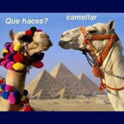 camellos