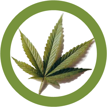 legalizacion-marihuana