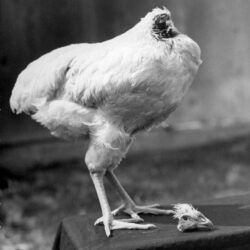 pollo-sin-cabeza