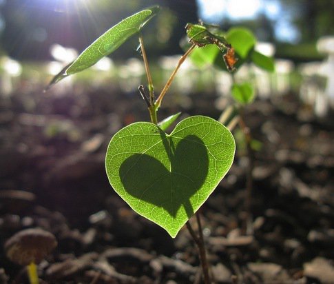 green-leaf-heart