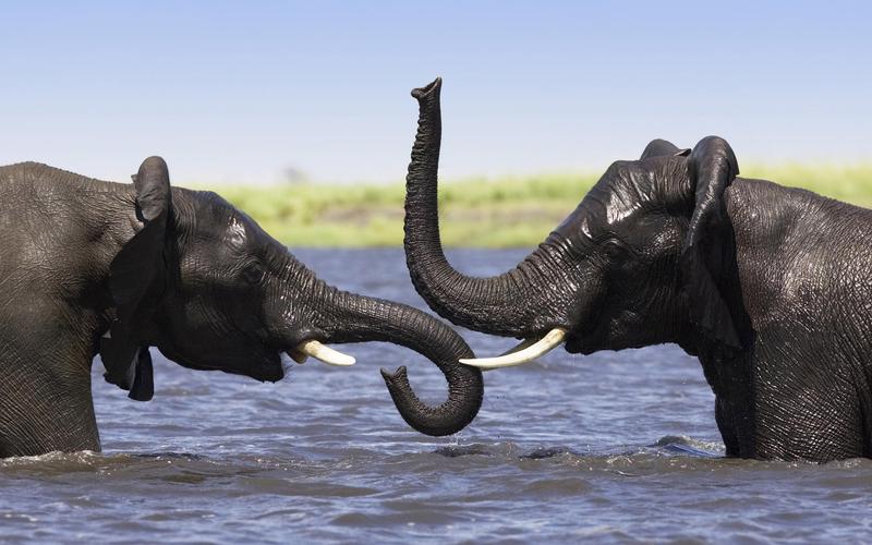 agua-elefantes