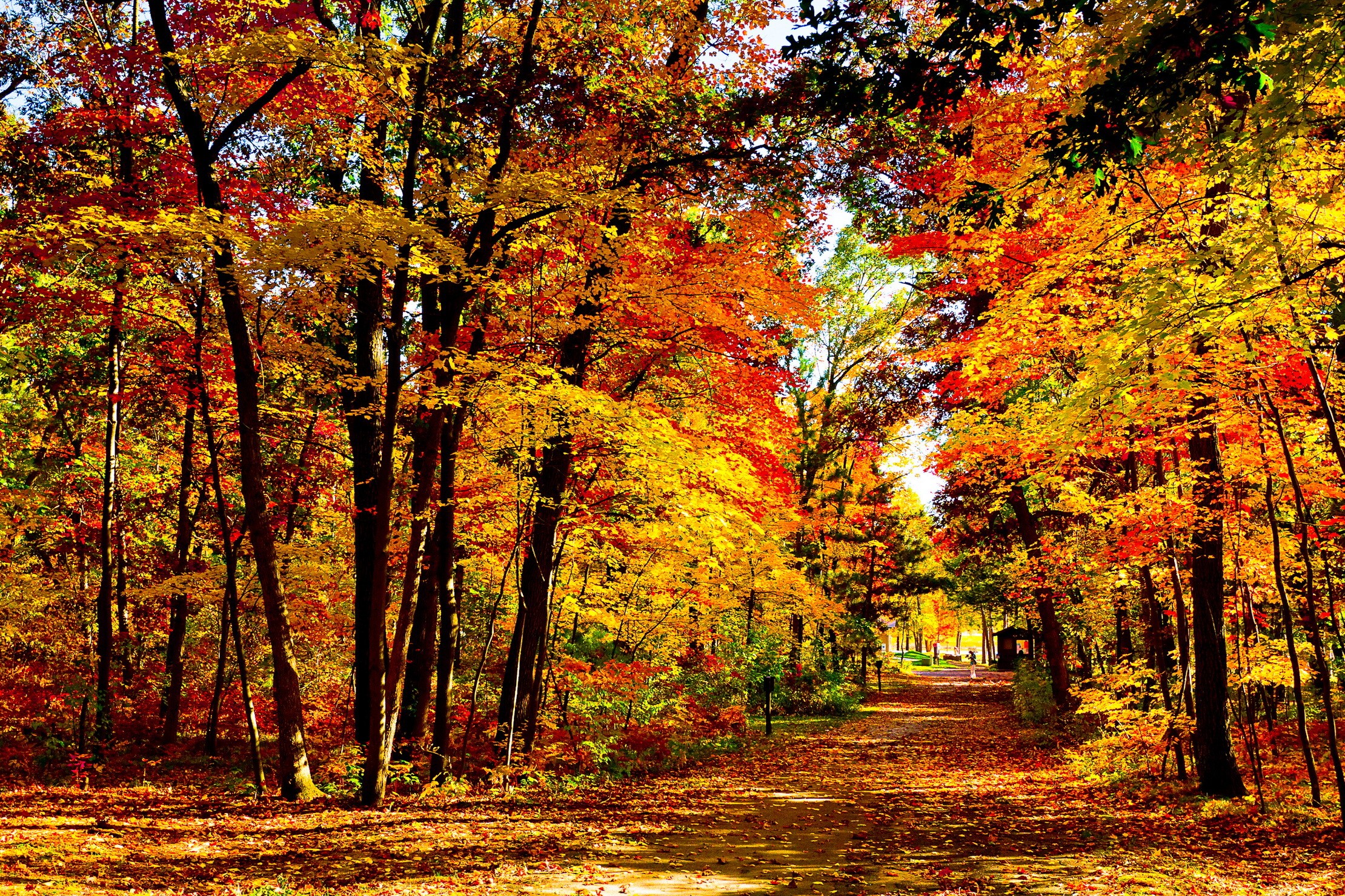 wood-yellow-trees-nature-landscape-autumn-1080p-wallpaper