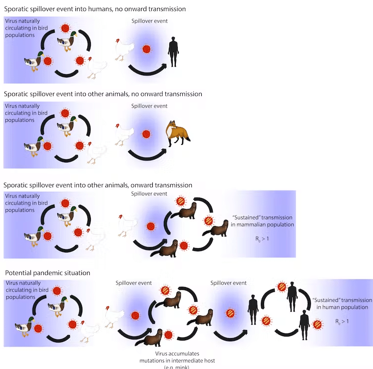 grafica de virus de animales a humanos