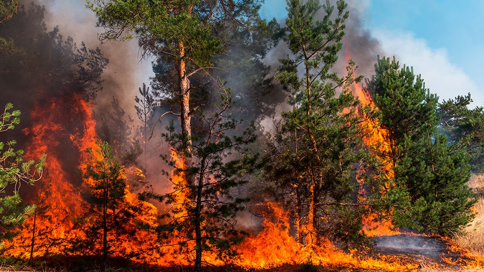 La grave afectación de los incendios forestales